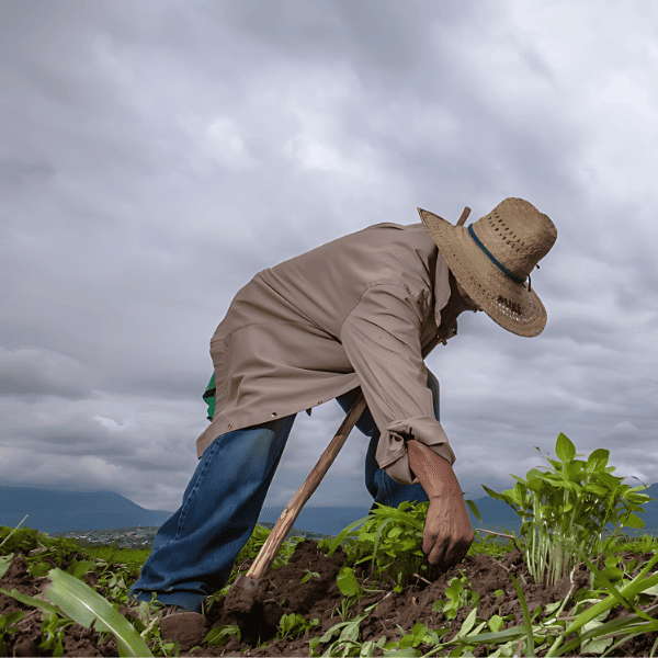 La Agricultura en Perú, Motor de Empleo y Pilar de Estabilidad Económica